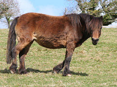 Bracken