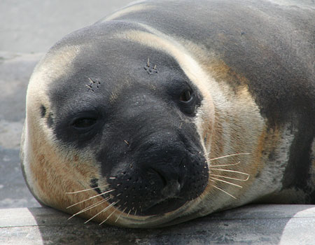 Sahara - Arctic Hooded Seal