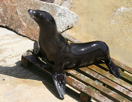 Andr�, a California Sea Lion