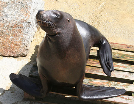 Noito, a young male Patagonian Sea Lion