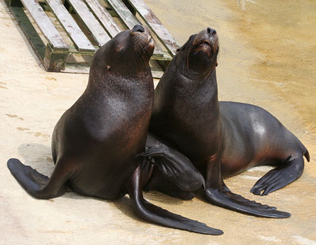 Noito (left) and Diego (right) - young male Patagonian Sea Lions