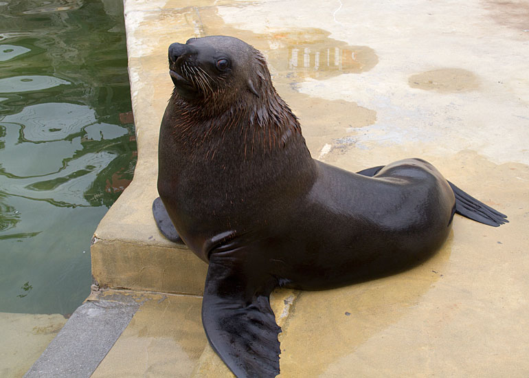 Chaff - Fur Seal