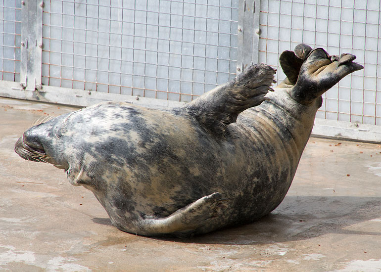 One of our grey resident seals