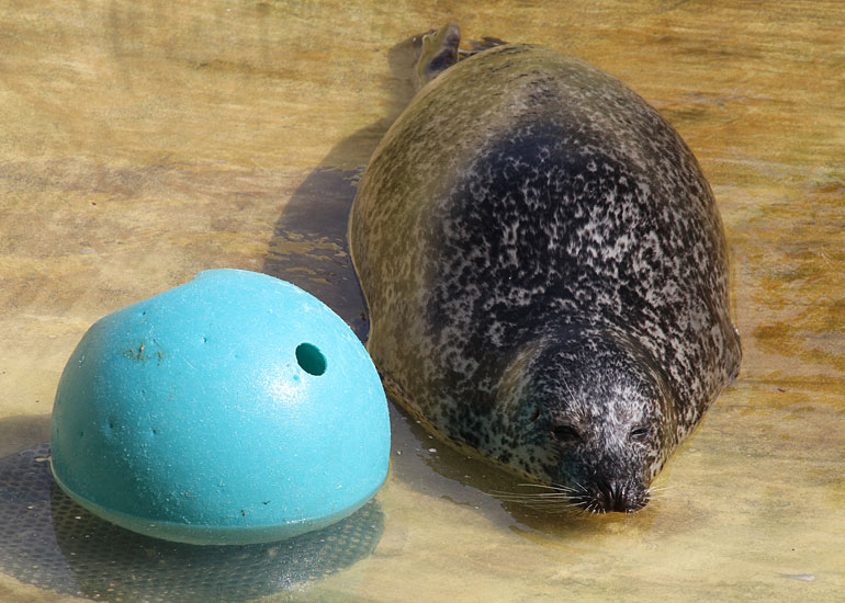 Luna, Common Seal