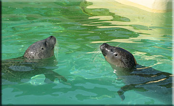 Our Seals