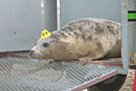 Ribble about to be released
