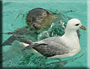 Oi not fair splashing!