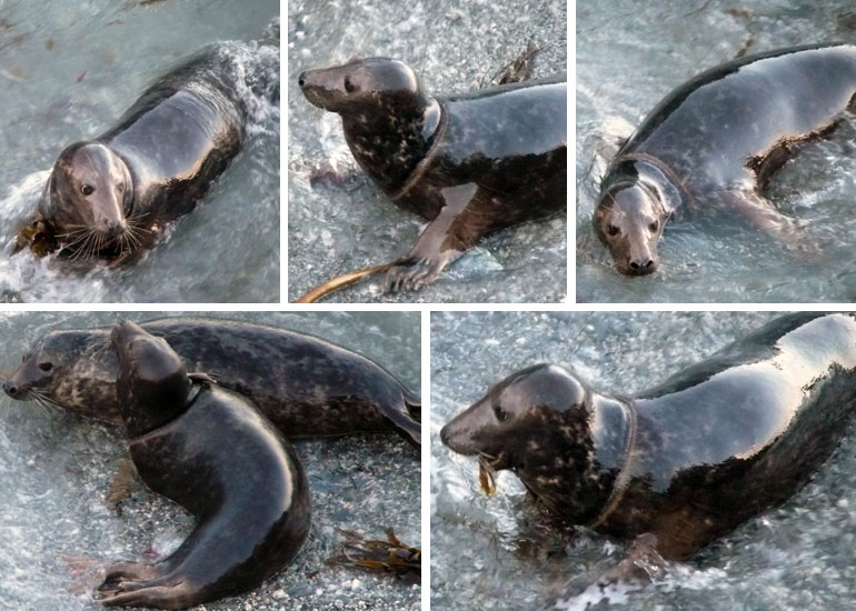 Riley - Photo Credit - Sue Sayer - CSGRT