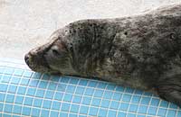 Rimmer in the convalescence pool - photo was taken on 31st March 2007
