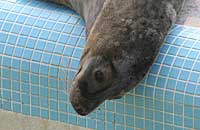Rimmer in the convalescence pool - photo was taken on 31st March 2007