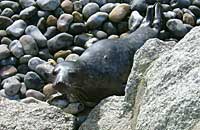 Rimmer in the common seal pool - photo was taken by Rachael Vine on 26th February 2007