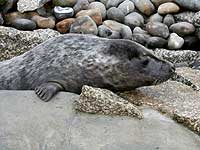 Risk in the outside common seal pool - photo was taken on 20th March 2008
