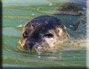 Robbie - rescued common seal pup 2010 season
