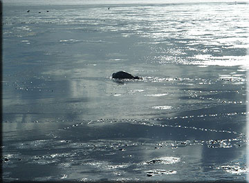 Robbie getting very muddy in the mudflats of Snettisham