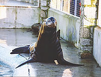 Rocky, a Californian sea lion