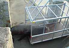 Rocky entering the cage
