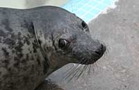 Ronnie in the convalescence pool - photo was taken on 29th December 2006