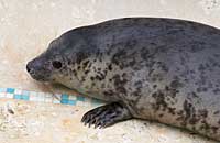 Ronnie in the convalescence pool - photo was taken on 30th December 2006