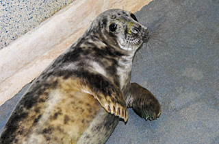 Ronseal