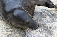 Roo in the convalescence pool - photo was taken on 30th December 2006