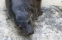 Roo in the convalescence pool - photo was taken on 30th December 2006