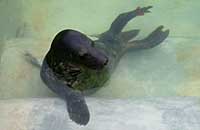 Roo in the nursery pool - photo was taken on 20th October 2006 by Rachael Vine