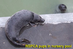 RSPCA pups in nursery pool