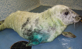 Rubeus in the main hospital