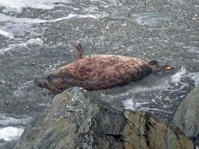 Rupert - Photo copyright of Sue Sayer (www.cornwallsealgroup.co.uk)