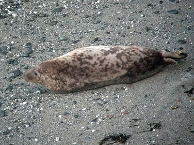 Rupert - Photo copyright of Sue Sayer (www.cornwallsealgroup.co.uk)