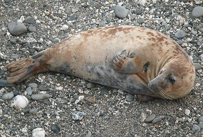 (Rupert - Photo copyright of Sue Sayer (www.cornwallsealgroup.co.uk)