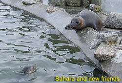 Sahara and new friends