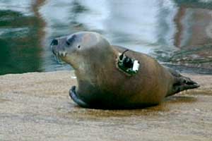 Sahara at the seal rescue facility in Spain
