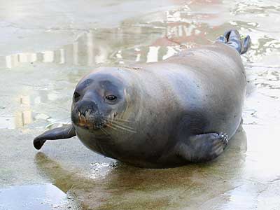 This photo of Sahara was taken on 27th December 2007 here at the National Seal Sanctuary