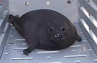 Sahara, Hooded Seal
