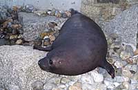 Sahara, Hooded Seal