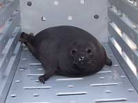 Sahara in his transportation cage on arrival at the sanctuary 