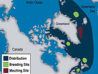 Hooded Seal breeding ground around Greenland