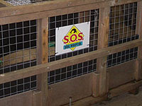 Sahara in the cage on the way to Scotland