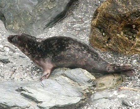 Photo of Sam was taken by Sue Sayer (www.cornwallsealgroup.co.uk)