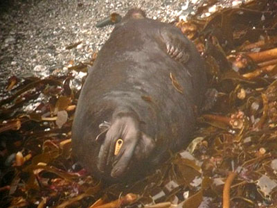 (Sam - Photo copyright of Sue Sayer (www.cornwallsealgroup.co.uk)