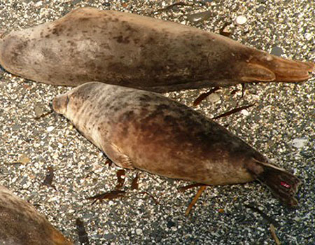 (Scotty - Photo copyright of Sue Sayer (www.cornwallsealgroup.co.uk)