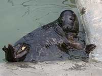 Scrabble in the outside common seal pool - photo was taken on 28th December 2007