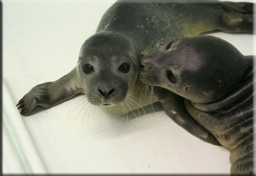 Seal Conservation