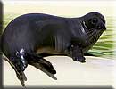 Amber, our resident common seal