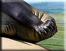 Sally, our resident common seal