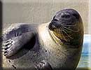 Sally, our resident common seal