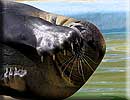 Sally, our resident common seal
