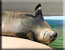 Sally, our resident common seal
