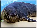 Stevie, rescued grey seal